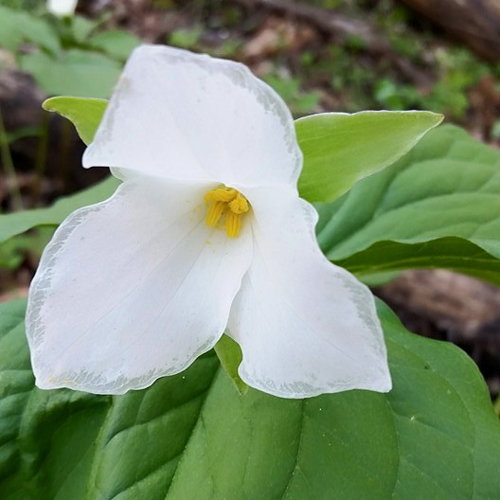 white trillium hocking hills ohio ecotour nature tour high rock adventures