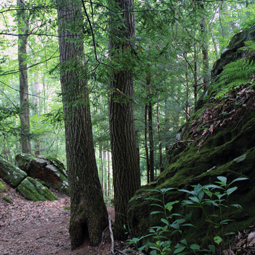 wooded path hocking hills ohio high rock adventures