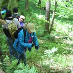 Edible medicinal plant tour in Hocking Hills Ohio