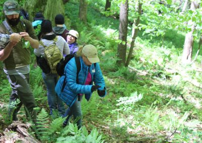 Edible medicinal plant tour in Hocking Hills Ohio