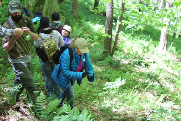 Edible medicinal plant tour in Hocking Hills Ohio