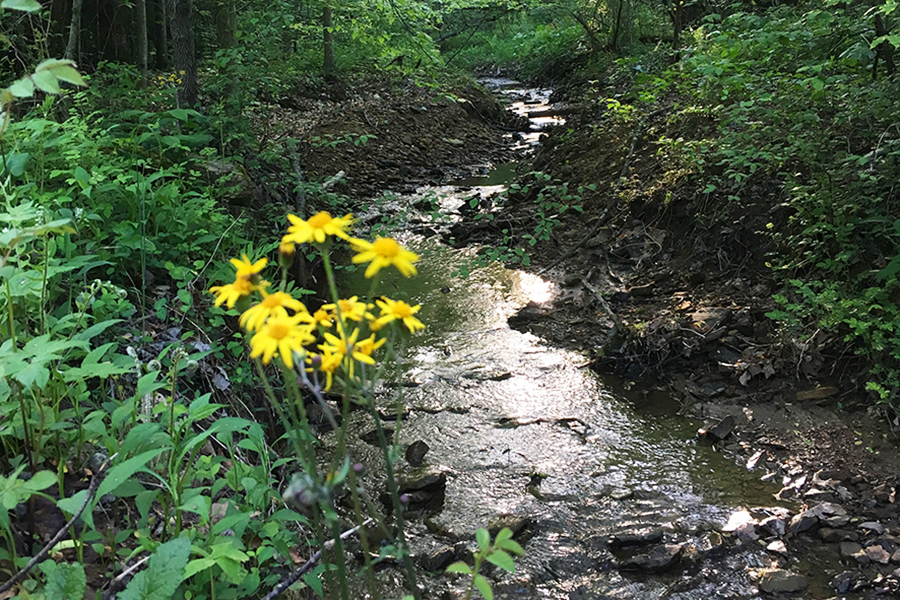 jazz At lyve Integration NATURE THERAPY - High Rock Adventures | Hocking Hills Adventures & Eco Tours